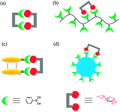 Cartoon representation of four strategies for selective saccharide sensing via multivalent boronic acid–saccharide interactions, exemplified by glucose sensing. (a) Synthetic diboronic acids that form 1 : 1 cyclic boronate esters with glucose, (b) boronic acid-containing polymers that bind glucose with two of the pendant boronic acid moieties, (c) aggregation of simple boronic acids via non-covalent interactions to allow multivalent glucose binding, and (d) boronic acid-conjugated nanomaterials as multivalent scaffolds. Note that the aggregates shown in (c) can be aggregates or saccharide binding altered aggregates of boronic acid, or saccharide binding induced aggregates of boronic acid.