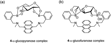 Structures of initially-deduced 4–α-glucopyranose complex formed in MeOD (a) and the latter assigned 4–α-glucofuranose complex (b) formed under aqueous conditions.