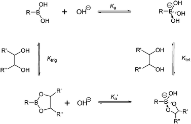 Thermodynamic cycle of boronic acid ionisation and interaction with cis-1,2-diols; Ka and Ka′ represent ionisation constants of boronic acids and boronate esters, respectively, Ktrig and Ktet represent formation constants of trigonal and tetrahedral boronate esters formed from boronic acid and boronate anion, respectively.