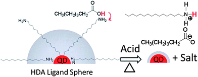 Schematic illustration of the proposed mechanism for the acid treatment process. Hexanoic acid forms an organic salt with the synthesis ligand (hexadecylamine), effectively reducing the size of the insulating organic layer on the NC surface. Reproduced with permission from ref. 15, Copyright 2010, American Institute of Physics.
