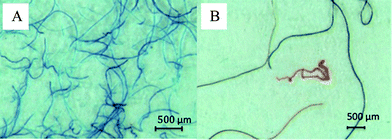 Microscopic images of jeans cotton fibres (A) and fibres collected from the laboratory window ledge (B).