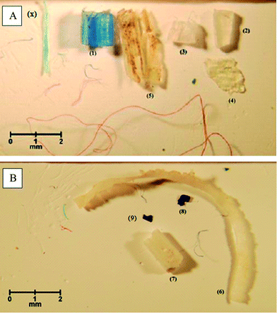 Microscopic images of potential microplastics extracted from sediments collected at sampling sites N1 (A) and N2 (B).