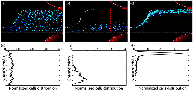 Finding the crossover frequency of cells based on their movement towards top or bottom half of the channel. MOSE-L cell movement in the sample channel (a) without applying any electric field, (b) due to applying 200 VRMS and negative DEP at 5 kHz and (c) 200 VRMS and positive DEP at 30 kHz. Normalized cell distributions corresponding to (d) no DEP force in the control (a), (e) negative DEP in (b), and (f) positive DEP in (c).