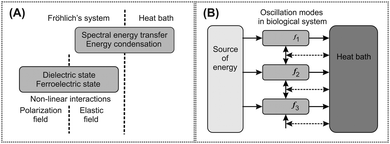 An abstract physical model of Fröhlich's hypothesis for generation of an electromagnetic field in biological systems. A schematic picture of the generation process includes mechanisms based on longitudinal elastic and polarization oscillations, and energy transfer from the source to the oscillation systems and from them to the heat bath. The term mode is used for oscillation at a distinct frequency and energy equivalent with a harmonic oscillator. The source and the heat bath are any parts of the model system supplying and accepting energy from the oscillating modes, respectively. (A) Non-linear interaction between the polarization field and the longitudinal elastic field and spectral energy transfer between oscillating modes along the frequency scale are the essential mechanisms. (B) Energy is supplied from the source to particular modes with different frequencies. Energy flow from the modes to the heat bath causes losses (horizontal solid arrows). Due to non-linear coupling between the modes with different frequencies and the heat bath, energy is transferred between modes (the transfers are denoted by vertical solid arrows and horizontal dashed arrows). Energy may be transferred between any two modes but only transfer between neighbouring modes is denoted. Energy condenses in the lowest frequency mode.