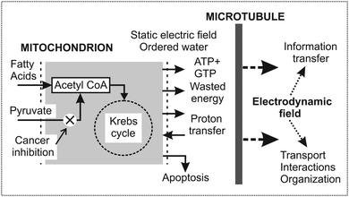 Function of mitochondria and microtubules in excitation of microtubular oscillations and generation of the electromagnetic field in cells. Mitochondria are at the boundary between chemical–genetic and physical processes in cells. Mitochondria provide energy, water ordering, and a strong static electric field. In cancers the mitochondrial dysfunction is created either in cancer cells (the Warburg effect) or fibroblasts associated with cancer cells (the reverse Warburg effect – RWE). In the former case pyruvate transfer into mitochondria in cancer cells is inhibited (denoted by a cross) and the general shift of biological activity is downwards.56 In the latter case a large amount of energy rich metabolites is transported to cancer cells from the associated fibroblasts. Due to enhanced biological activity, RWE cancer cells are highly aggressive.59 (Published with a kind permission of the journal Prague Medical Report57).