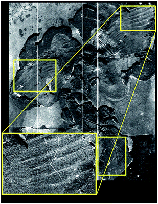 SRS-XRF image of Berlin Archaeopteryx counterpart (HMN1880) showing the distribution of copper. Boxed regions of interest (yellow) mark areas where the bilateral symmetry of copper distribution in the outer vane (leading edge) is elevated when compared to the inner vane (posterior edge), but also maintained in the feather tips.