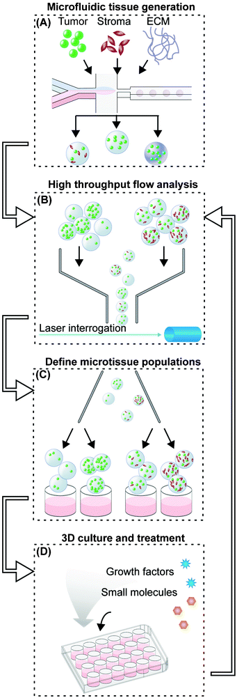 3D tumor microenvironment screening platform. (A) Microfluidic droplet-based encapsulation of tumor cells into microtissues that can be tuned with co-encapsulated stromal cells or entrapped ECM molecules. (B) The microtissues produced are rapidly interrogated in multiple fluorescent channels using large-particle flow analysis. (C) Cytometry-like flow sorting separates and defines microtissues with controlled levels of homotypic and heterotypic interactions. (D) Cellular microenvironment within microtissues is further modulated by soluble factors such as cytokines or small molecule drugs. The extent of cell proliferation within individual microtissues is then detected by flow analysis (B) to collect population-level data on responses to microenvironmental conditions.