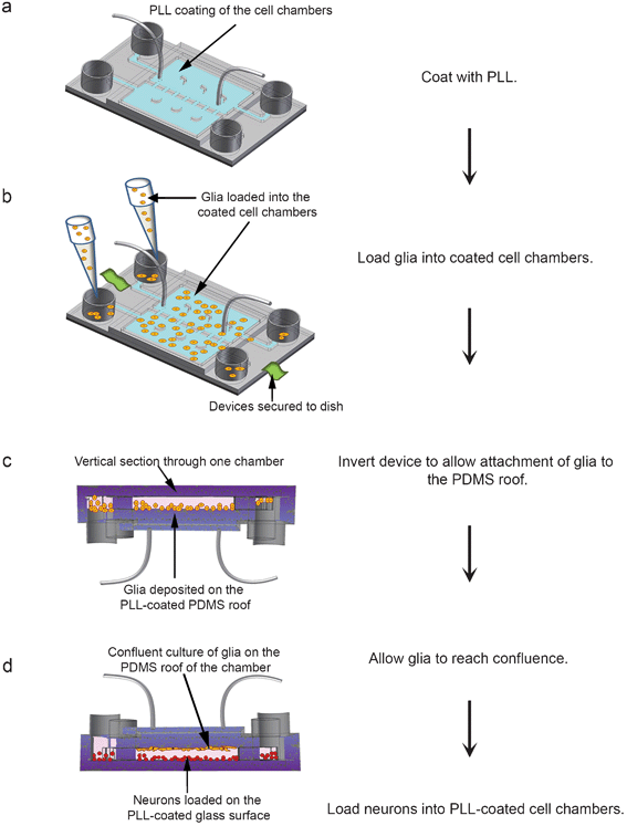 Flow chart for cell loading in vertically-layered microfluidic platforms. (a) The cell culture chambers (blue chambers) of the microfluidic devices were coated for 12 h with 1 mg ml−1 PLL. (b) After coating, devices were secured to a tissue culture dish, and glia (orange spheres) were loaded into the cell chambers. (c) The devices containing the cells were incubated for 3–5 min, inverted, and incubated for an additional 2 h for cells to attach. A cross-section through an inverted device is depicted with attached glia on the PDMS roof of a cell culture chamber. (d) As depicted, devices were then reverted to their upright position and incubated for 4–5 days in glia media until cells reached confluence. Neurons (red spheres) suspended in neuron media were loaded into the devices and allowed to attach to the PLL-coated glass surfaces of the cell chambers.