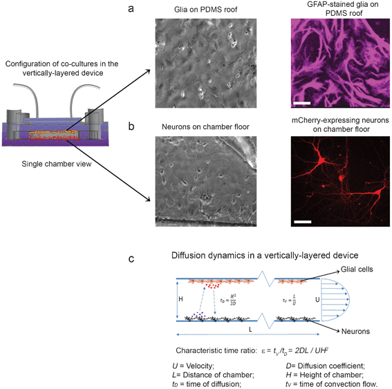 Co-cultures of neurons and glia in the vertically-layered configuration. Neurons in microfluidic platforms were transfected with mCherry at day 3 in culture. Neuron and glia co-cultures were then maintained in the devices and fixed at day 13 in culture. (a) Glial cells were either imaged with DIC (left panel) or immunostained for the glia-specific marker GFAP (right panel). (b) Neurons were imaged with DIC (left panel) or viewed in fluorescence (right panel). (c) Diagram of the diffusion dynamics within the vertically-layered device is shown. For panels a and b, scale bar = 25 μm.