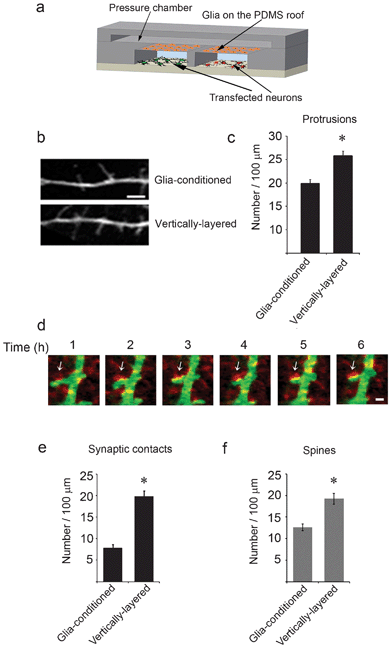 Synaptic contacts form between neurons in adjacent cell chambers. (a) A schematic of a cross-section through a microfluidic device with the vertically-layered co-culture set-up depicting glia on the PDMS roof and differentially transfected neurons in the cell chambers. (b) Neurons in the vertically-layered configuration of the co-culture platform were transfected with GFP at day 5 in culture and imaged at day 8 in culture. Dendritic protrusions, which are precursors to dendritic spines were observed along the dendrites. (c) Quantification of the number of protrusions is shown for neurons co-cultured with glia and for neurons treated with externally-conditioned glia media. Error bars represent S.E.M. for 40–45 dendrites from three independent experiments (* p < 0.0001). (d) At day 3 in culture, neurons in the cell chambers were differentially transfected with GFP (green) and mCherry-synaptophysin (red), maintained in co-culture with glia, and subjected to live-cell imaging at day 13. Time-lapse images show that GFP and mCherry-synaptophysin expressing neurons form contacts. Sites of synaptic contact are observed as yellow puncta along the dendrite (arrows). Scale bar = 2 μm (e,f) Quantification of the number of synaptic contacts and spine density is shown for neurons co-cultured with glia in vertically-layered devices and for neurons cultured alone in two chamber microfluidic devices with externally-conditioned glia media. Error bars represent S.E.M. from five separate experiments (* p < 0.0001).