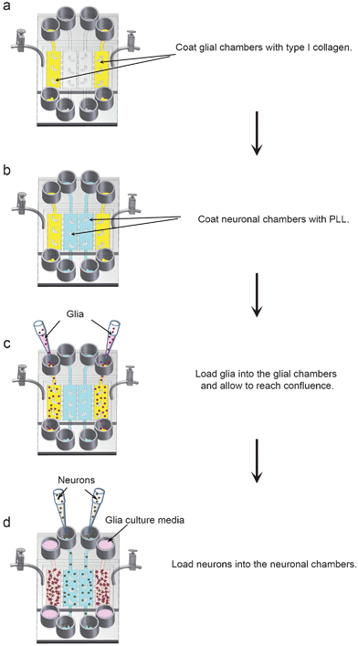 Flow chart for loading glia and neurons into four chamber microfluidic devices. (a,b) The four cell chambers were separated by activating the valve barriers. The glial chambers were coated with type I collagen (yellow chambers) and the neuronal chambers were coated with PLL (blue chambers). (c) Glia (purple spheres) were loaded into the glial chambers and incubated for 4–5 days until they reached confluence. (d) After glia reached confluence, neurons (grey spheres) were loaded into the neuronal chambers. All cells were incubated in neuron media after loading neurons into the devices.