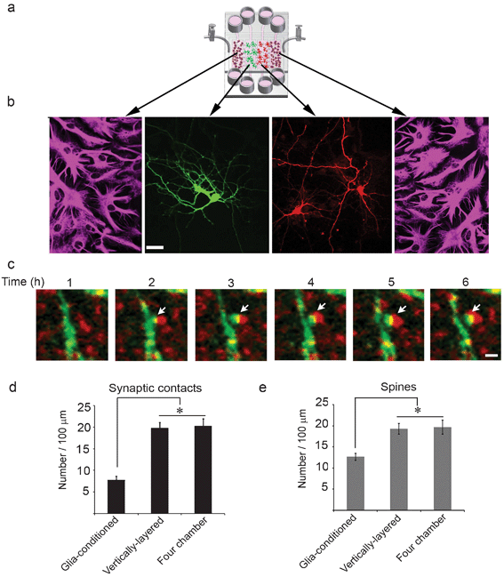 Neuronal interaction within four chamber devices. (a) A schematic of glia and neurons co-cultured in the four chamber microfluidic device. (b) Neurons, at day 3 in culture, were differentially transfected with GFP (green) and mCherry (red), maintained in co-culture with glia, and fixed at day 13. Glia were immunostained for GFAP and visualized in fluorescence (outer panels). GFP- and mCherry-expressing neurons were visualized in fluorescence (middle panels). Scale bar = 25 μm. (c) Neurons in the adjacent cell chambers were transfected with GFP and mCherry-synaptophysin, respectively, at day 3 in culture and subjected to live-cell imaging at day 13. Time-lapse images show that synaptic contacts (yellow puncta, arrows) formed between neurons expressing GFP and mCherry-synaptophysin. Scale bar = 2 μm. (d,e) Quantification of the number of synaptic contacts and dendritic spines are shown for neurons co-cultured with glia in vertically-layered and four chamber microfluidic devices. Neurons incubated with externally-conditioned glia media in two chamber microfluidic platforms are also shown for comparison. Error bars represent S.E.M. from five separate experiments (* p < 0.0001).