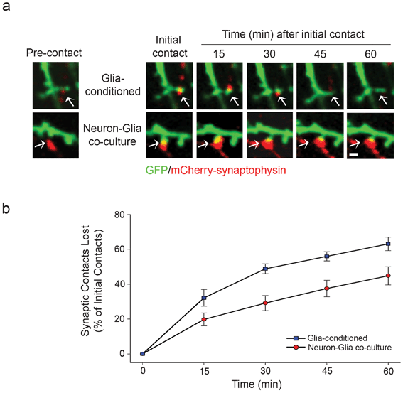 Co-culture of neurons with glia increases the stability of synaptic contacts. (a) Neurons in adjacent chambers were transfected with GFP and mCherry-synaptophysin at day 5 in culture and subjected to live-cell imaging at day 12 in culture. GFP and mCherry-synaptophysin expressing neurons formed synaptic contacts, which were imaged over 60 min. (b) The stability of synaptic contacts was quantified and expressed as the percentage of initial contacts that were lost over the indicated time.