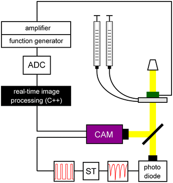 Experimental setup for triggered imaging, image analysis and sorting of single pL-droplets. Droplets are detected by the photodiode due to total light reflection at their interface with the carrier oil. The resulting signal is transformed into a TTL-signal by an inverted Schmitt trigger (ST) that actuates the camera. Frame grabbing, image processing, time buffering and pulse generation are executed within a callback function once a new frame is available. In case of detected hyphae, the function generator is triggered via the A/D-converter (ADC). The amplified square wave serves to sort the respective droplet.