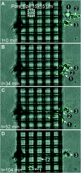 Phase contrast microscopy snapshots (bottom view) showing two dendritic cells (labeled “1” and “2”) migrating inside a 15 × 15 μm pore size woodpile construct. Both cells probe neighboring channels in (B) and (C), before deciding on a channel to migrate through in (D). The cell outlines have been highlighted by the use of image processing in ImageJ.