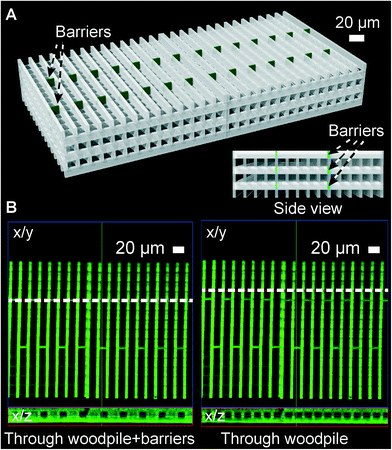 A higher complexity 3D cell migration construct. (A) Schematic of the construct highlighting in green the additional barriers introduced to obstruct cell migration straight through the construct (from front to back). Inset: construct in side view showing the free passageways in the perpendicular direction. (B) Confocal fluorescence micrograph of the construct fabricated by 2PP, focusing on the lower three layers. Left: orthogonal slice through the barriers (along the dashed line in the x/y projection) showing blockage of every second front-to-back channel in the x/z projection. Right: slice through the basic woodpile showing all channels are open at these locations.