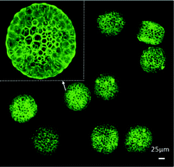 Confocal images of PLGA microspheres with honeycomb features. Figure reprinted with permission from Ma et al.4