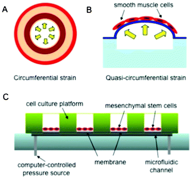 Schematic of the microfluidic chip, inspired by Zhou et al.6 (A) Circumferential strain in native arteries. (B) Quasi-circumferential strain in the microfluidic vessels. (C) Schematic of the assembled microfluidic set-up.