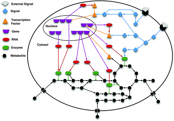 Schematic of the interconnection among signalling, gene regulation and metabolism. In a cell, signalling networks are activated by external signals, e.g. ligands (grey shapes) binding to a receptor (black semi-circles) located in the cell membrane. The signal is then internally propagated in the cell by means of e.g. protein phosphorylation cascades. These cascades may lead to alterations in the expression of genes by activating or inhibiting transcription factors (TFs). Gene regulatory networks control the transcriptional level of genes, and thus the production of messenger RNA molecules, which are subsequently translated into proteins. These proteins are in turn involved in cellular functions, including signal transduction and the catalysis of metabolic reactions. Specific metabolites are known to affect proteins' activity (e.g. binding to the allosteric site) and can also influence gene regulation. As illustrated in the scheme, signalling, gene regulation, and metabolism are tightly interconnected showing that the systems' behaviour can only be accurately modelled and understood by properly integrating the sub-systems. The interactions between the molecules are represented by edges: arrow shaped edges represent activating interactions; blunt edges represent inhibitory interactions; and edges with a circle on the top end depict enzyme reaction catalyses.