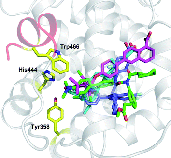 Examples of crystal structures of FXR (pdb codes 1OSV, 1OSH, 3DCU, 3OMM) in complex with steroidal (OCA, 1 cyan) and non-steroidal ligands (Fexaramine 2, green; 3, magenta; 4, blue) show diverse binding modes and interactions with a conserved motif of residues (Tyr358, His444, Trp466).