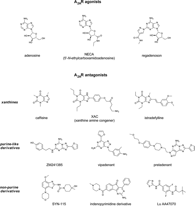 A representative selection of A2AR ligands. A2AR agonists are typically closely related to adenosine, such as NECA and the coronary vasodilator, regadenoson.37 A2AR antagonists are generally derived from purine bases such as xanthine (e.g.caffeine, XAC and istradefylline95), adenine (e.g. ZM241385) or guanine (e.g. vipadenant97); some antagonists which are not derived from purines have recently shown efficacy in preclinical models of PD, such as Lu AA47070,98,99 SYN-115 (ref. 100) and 2-amino-8-(4-methylpiperazine-1-carbonyl)-4-phenyl-5H-indeno[1,2-d]pyrimidin-5-one.101 Preladenant is phase III clinical trials for the treatment of PD.45