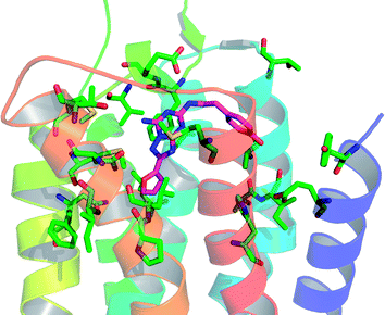 The residues which were found to reduce the binding of [3H]-ZM241385 during the StaR® stabilisation process and are within 5 Å of residues known to affect the binding of triazolotriazineantagonists are shown in green (mapped onto the crystal structure 3PWH with ZM241385 shown in pink).62,63