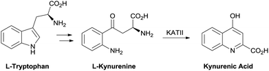 Kynurenic acid biosynthesis.