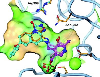 Triazolinone compound 4 (cyan) overlayed with 3 (orange) shows similar hydrogen bond to Arg-399 and Asn-202 as the hydroxamate (PDB 4GDY).