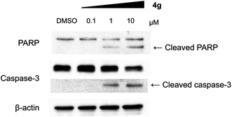 Compound 4g induced apoptosis in MV-4-11 cells. Western blot analysis for cleaved PARP and caspase-3.