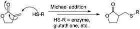 Mechanism of action of α-methylene-γ-lactones by thiol trapping.