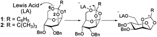 The initiation step of monomer 1 and 2, prior to the formation of α(1–6) mannopyranan.