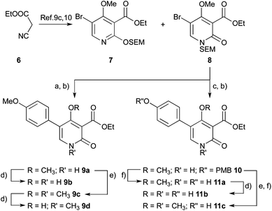 Synthesis of pyridones with different methylation patterns. Reagents and conditions: (a) (4-methoxyphenyl)boronic acid, K2CO3, 5–10% Pd(PPh3)4, glyme–H2O–DMF 9 : 1 : 0.5, 60 °C, 16 h; (b) TBAF, THF, 60 °C, 9 h; (c) {4-[(4-methoxybenzyl)oxy]phenyl}boronic acid, K2CO3, 5–10% Pd(PPh3)4, glyme–H2O–DMF 9 : 1 : 0.5, 60 °C, 16 h; (d) LiI, THF, reflux; (e) MeI, K2CO3, CH3CN; (f) TFA (5% in DCM), rt, 30 min.
