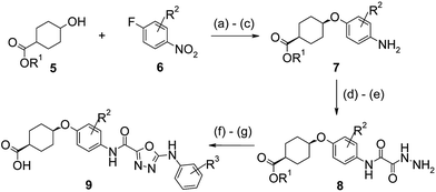 Synthesis of oxy-linked phenyl derivatives. Reagents and conditions: (a) NaH (60% in oil), DMF, 0 °C to rt; (b) 6, DMF, 110 °C; (c) Pd (10% on C), H2, EtOH : THF (1.5 : 1); (d) methyl oxalylchloride, pyridine, CH2Cl2; (e) N2H4·H2O, EtOH; (f) (i) R3C6H4NCS, DMA, (ii) EDC, 60 °C; and (g) LiOH, THF : H2O : MeOH (1 : 1 : 2), 35 °C.
