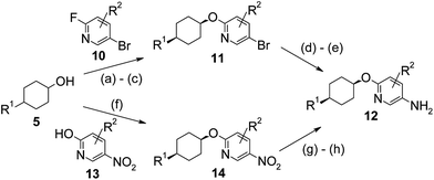 Synthesis of oxy-pyridyl derivatives. Reagents and conditions: (a) NaH (60% in oil), DMF, 0 °C to rt; (b) 10, DMF, 100 °C; (c) if R1 = COOH, then HCl, MeOH; (d) benzophenone imine, PdOAc2, Cs2CO3, (S)-(−)-2,2′-bis(diphenylphosphino)-1,1′-binaphthyl, THF, 60 °C; (e) Pd (10% on C), H2, ethyl acetate; (f) 13, diisopropylazodicarboxylate, PPh3, THF, 180 °C, microwave; (g) for 28 where R2 = 6-Cl, Bu4NCN, DMSO, hexafluorobenzene, 0 °C to rt; and (h) Pd (10% on C), H2, ethyl acetate.