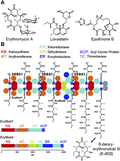 The stereocenters of complex polyketides. (A) The complex polyketides erythromycin A, lovastatin, and epothilone B are the precursors of the antibacterial azithromycin, the anticholesterol agent simvastatin, and the anticancer drug ixabepilone. (B) The three proteins of the 6-dEB synthase (DEBS1-3) form an assembly line composed of many domain types. Each module contains a ketoreductase (KR) that helps set the orientations of the α- and β-substituents after each chain elongation reaction. In the fourth module (EryMod4), ER is inserted between the structural subdomain (KRs) and the catalytic subdomain (KRc) of KR.