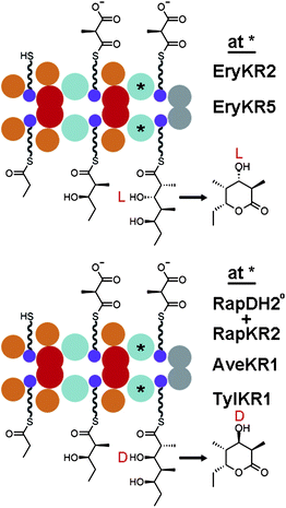 KR-swapping. Experiments with the engineered triketide lactone synthase DEBS1+TE helped determine that KRs control the stereochemistry of hydroxyl substituents and revealed that some KRs can reduce substrates not naturally encountered in a stereocontrolled manner.