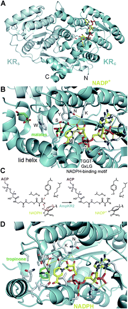 Reductase architecture. (A) In each KR a structural subdomain (KRs) stabilizes a catalytic subdomain (KRc). (B) NADP+ and two malate molecules are bound in the active site of the A1-type AmpKR2. The active site residues tyrosine, serine, lysine, and asparagine are indicated in one-letter code. The characteristic A-type tryptophan may help guide a phosphopantetheinyl-bound polyketide into the active site groove. An essential methionine folds over the nicotinamide coenzyme. (C) AmpKR2 binds its d-α-methyl-β-ketoacyl-S-ACP substrate and catalyzes the stereoselective transfer of the NADPH pro-4S hydride to the substrate β-keto group. (D) KRs may bind phosphopantetheinyl-bound polyketides similar to how tropinone reductase II stereospecifically binds tropinone (PDB code: 1IPF).