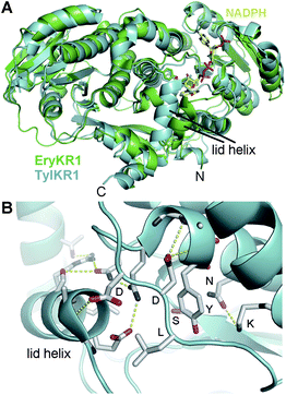 The lid helix. (A) TylKR1 crystallized with its lid helix in a closed conformation. NADPH is from the EryKR1 structure. (B) The TylKR1 lid helix makes several interactions with the well-folded portion of KR. The aspartates of the B-type Leu-Asp-Asp motif cap both the catalytic tyrosine-containing helix and the lid helix. The leucine may be positioned to help guide a phosphopantetheinyl-bound polyketide in the active site groove.