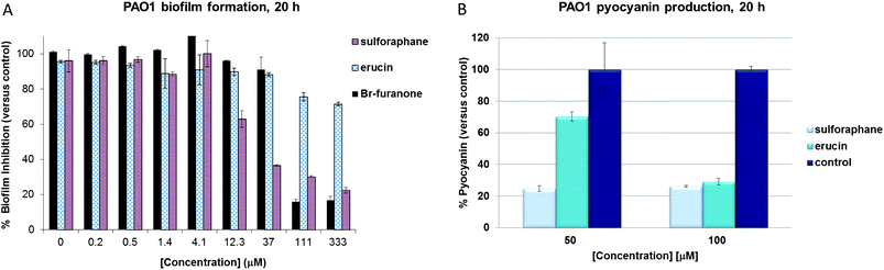 Inhibition of biofilm formation (A) and pyocyanin production (B) in the presence of sulforaphane and erucin (50 and 100 μM for the pyocyanin experiment) in P. aeruginosa wild type strain PAO1 (after 20 h growth).