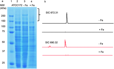 (a) SDS-PAGE analysis of the proteome from Streptomyces sp. NRRL F-4415 grown in ATCC 172 medium (lane 2), iron-deficient medium (lane 3) and in ATCC 172 medium supplemented with 1 mM FeSO4 (lane 4). The bracketed region was subjected to in-gel trypsin digestion and LC-MS analysis. (b) LC-MS analysis of supernatants from culture analogous to that from lanes 3 and 4. Shown are selected ion chromatograms (SICs) of m/z 672.3 and 690.3 in iron deficient medium and iron supplemented medium.