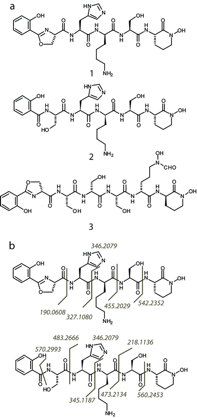 (a) Predicted structures of gobichelin A (1) and B (2), and amychelin (3). (b) The interpreted MS/MS fragmentation patterns for gobichelin A and B are indicated by matching fragment ions observed to their cleavage point in the molecule.