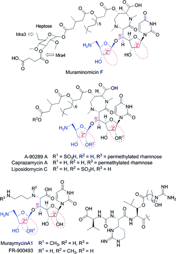 Structures of representative lipopeptidyl nucleoside antibiotics containing an aminoribofuranoside appendage (blue).