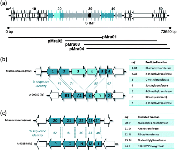 Genetic architecture of the muraminomicin gene cluster. (a) Organization of the ∼74 kb of sequenced DNA. (b) Comparison of the subcluster of genes involved in the biosynthesis of the rhamnosyl moiety. (c) Comparison of the subcluster of genes involved in the biosynthesis of the aminoribosyl moiety.