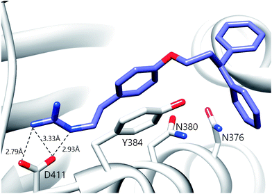 Predicted binding pose of compound 27 in the active site of HK853. The guanidine moiety of 27 forms a salt-bridge with D411. The ligand is also projected to participate in π–π stacking interactions with Y384.