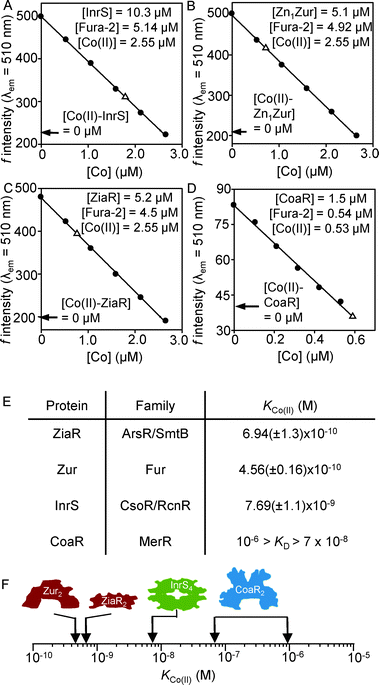 Determination of Co(ii) binding constants for each sensor by competition with the Co(ii) binding chelator Fura-2. Co(ii)-dependent quenching of Fura-2 fluorescence emission at 510 nm (λex = 360 nm) was measured in the absence of protein (closed symbols). Open symbols show the fluorescence emission, at equilibrium, following addition of InrS (A), Zn1Zur (B), ZiaR (C) and CoaR (D) to a mixture of Fura-2 and Co(ii) under anaerobic conditions. Expected fluorescence values if Fura-2 fully outcompetes the protein for Co(ii) are shown (arrows). Mean KCo(II) values for ZiaR, Zn1Zur and InrS, and a KCo(II) range for CoaR, are tabulated (with standard deviations) (E) and shown in graphical form (F). Numerical parameters used to calculate mean KCo(II) values are shown in Tables S2–S4 (ESI).