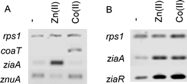 (A) Abundance of ziaA, znuA and coaT transcripts in common populations of RNA analysed by RT-PCR following 48 h exposure to Zn(ii) (16 μM) or Co(ii) (2 μM). (B) Abundance of ziaA and ziaR transcripts in response to the same concentrations of Zn(ii) and Co(ii) following 1 h exposure. rps1 is included as a control in both cases.