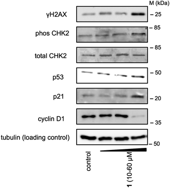 Analysis of protein expression in U2OS cells following treatment with 1 (10–60 μM) after 24 h incubation. Whole cell lysates were resolved by SDS-PAGE and analyzed by immunoblotting against γH2AX, phosCHK2, CHK2, p53, p21, cyclin D1, and α-tubulin (loading control). Results are representative of three independent experiments. MW = Protein Molecular Weight Marker. The relative ratios of the band intensities normalised against the loading control are reported in Fig. S15 (ESI).