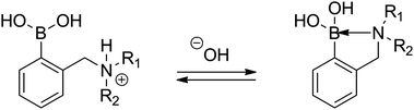 The acid–base equilibrium in ortho-aminomethylphenylboronic acids (3).