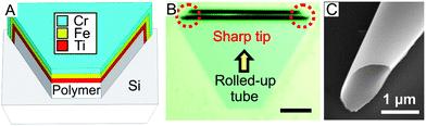 Fabrication of ferromagnetic rolled-up microtubes with sharp tips. (A) Schematic representation of metallic nano-membranes consisting of Ti/Cr/Fe (5/5/5 nm) deposited in a trapezoid pattern for the fabrication of sharp tipped rolled-up microtubes. (B) Optical micrograph depicting the sharp tipped rolled-up ferromagnetic tubes in a trapezoid pattern (scale bar: 15 μm), and (C) scanning electron microscope image showing the sharp end of a typical microtool.