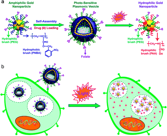 (a) Schematic illustration of self-assembly of amphiphilic gold nanoparticles with mixed polymer brush coatings into plasmonic vesicles and photo-responsive destruction of the vesicles. (b) Cellular binding and photo-regulated intracellular payload release of the plasmonic vesicles.